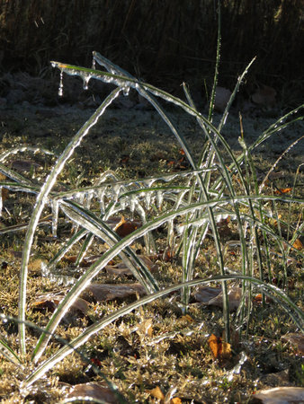 frozen grassの写真素材