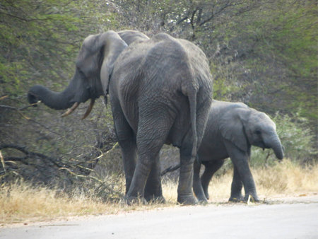 mother and baby elephantの写真素材