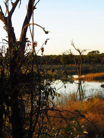 Botswana bush 2の写真素材