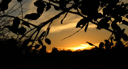 leafy sunsetの写真素材