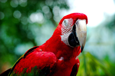 Parrot portrait