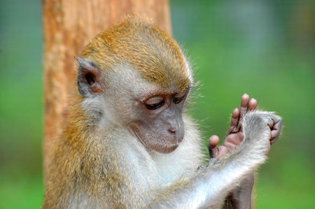 Monkey