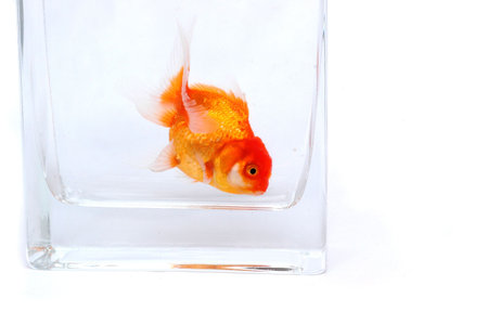 Gold fishの写真素材