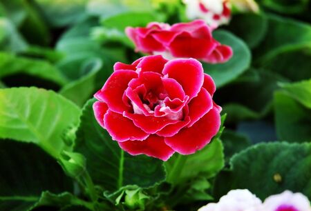 Red flowersの写真素材