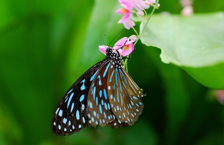Macro shot of butterfly on green leafの写真素材