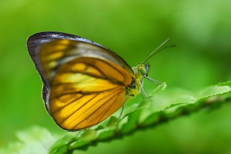 Macro shot of butterfly on green leafの写真素材