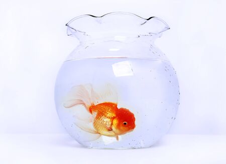 Gold fish in bowlの写真素材