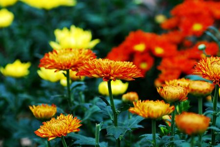 Flowersの写真素材