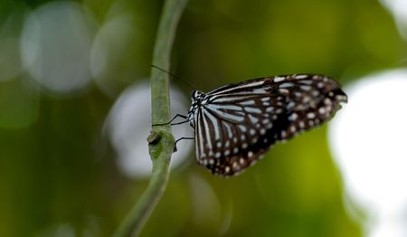Butterflyの写真素材