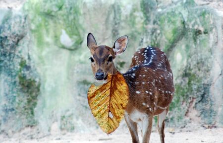 Deer holding a leafの写真素材
