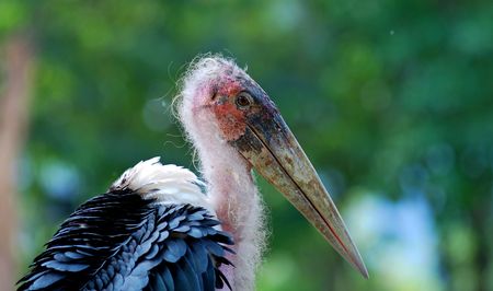 Old pelican portraitの写真素材
