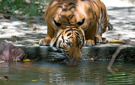 Tiger drinking water at the river