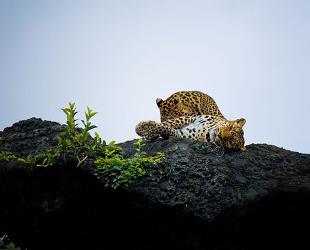 Leopards relaxing on the rockの写真素材