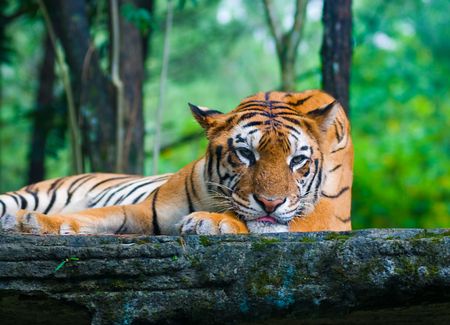 Tigerの写真素材