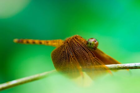 Dragonflyの写真素材