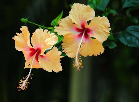 Hibiscus の写真素材