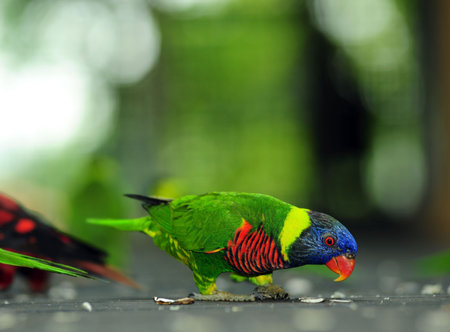 Bird eating