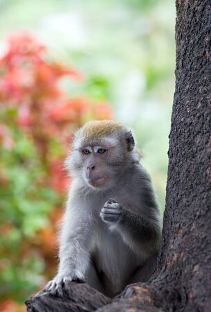 Monkeyの写真素材
