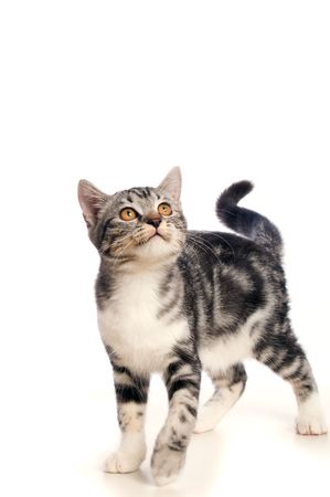 Kitten on white backgroundの写真素材