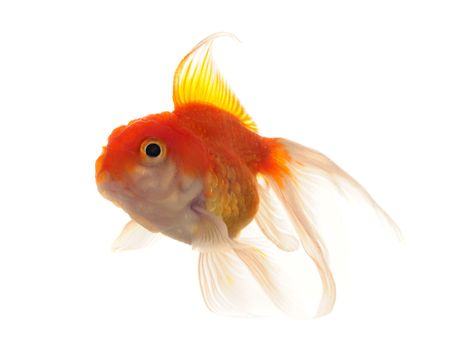 Gold fishの写真素材