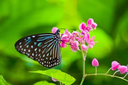 Butterflyの写真素材