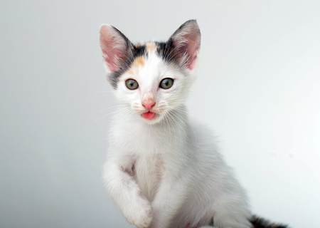 Studio shoot of kitten portrait showing its tongue の写真素材