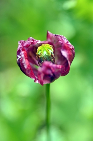 Opium poppy の写真素材