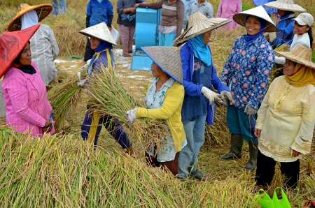 Bukit Tinggi, Indonesia, December 20, 2012: A group of local people are working together harvesting paddy rice, traditional method are still used for harvesting rice in Bukit Tinggi のeditorial素材