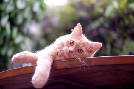 Cat relaxing on top of table