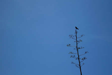 A black bird perched on top of a isolated tree.の写真素材