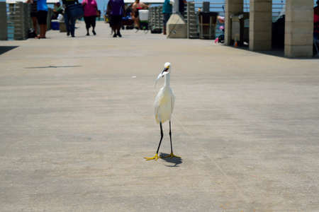 A snowy egret on a pier with a fish.の写真素材