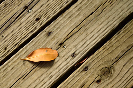 Single leaf on a boardwalk in the fall.の写真素材