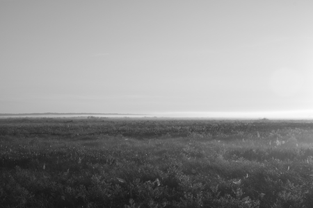 Sunrise over a pond on a foggy morning in Florida.の写真素材