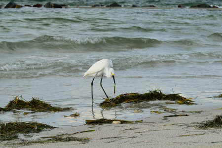 Snowy egret eating sea grass on the beach.
