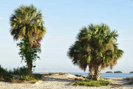 Beautiful palm trees boarding a sandy pathway to the beach.の写真素材