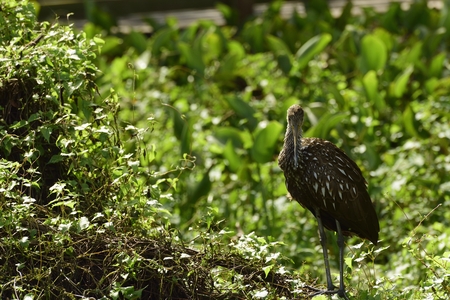 Limpkin bird hunting for large apple snails.の写真素材