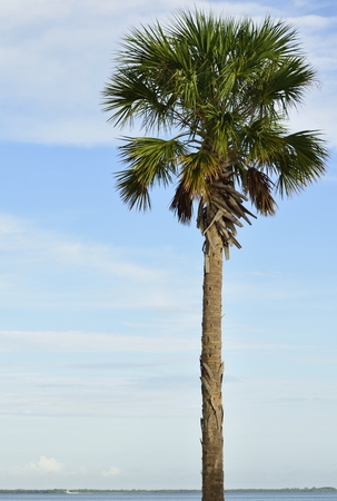 Beautiful tall palm tree up in the clouds.の写真素材