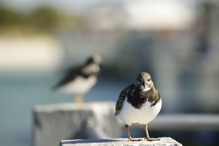 Shore bird resting on a cement pillar at fishing pier.の写真素材
