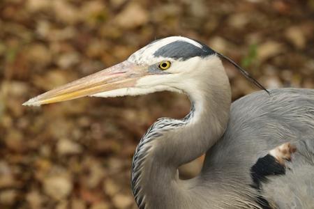 Close up profile of a great blue heron.の写真素材