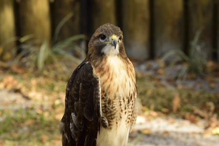 Profile of a beautiful Red-Shouldered Hawk in a park.の写真素材