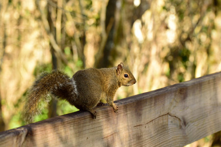 Eastern Gray Squirrel resting in a park.