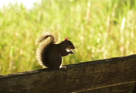 Eastern Gray Squirrel resting in a park.の写真素材