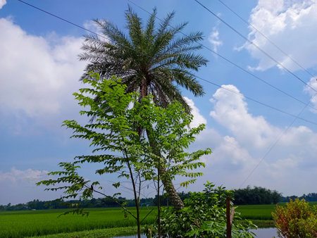 palm tree on rice field in thailand with blue sky.の写真素材