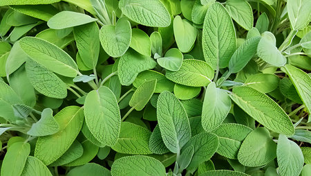 A close-up image reveals a dense collection of vibrant green sage leaves.  The leaves exhibit a textured surface with prominent veins and slightly fuzzy edges.  The overall color is a bright, consistent green, with subtle variations in shade due to lighting and leaf orientation. The image is composed entirely of the sage leaves, creating a full-frame, repeating pattern.  The mood is one of freshness and natural abundance. The leaves appear healthy and full, suggesting a thriving plant. The image's texture would be suitable for various design applications.の写真素材