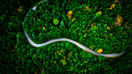 The image shows an aerial perspective of a winding road snaking through a dense forest. The trees are predominantly various shades of green, with hints of yellow and gold foliage suggesting a transition between seasons. The road is light gray and contrasts against the deep green of the leaves. The overall mood is serene and peaceful, emphasizing the natural beauty of the forest. The image is sharply focused and the colors are vibrant and rich. The composition is balanced, with the road acting as a leading line through the image.の写真素材