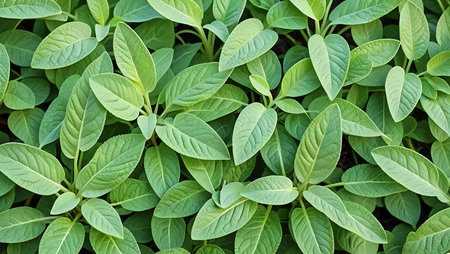 A detailed close-up shot reveals a dense collection of vibrant green leaves. The leaves are ovate...