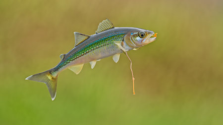 A detailed close-up photograph shows a greenstriped rockfish swimming in water against a blurred green and gold background. The fish is predominantly gray with a distinct green stripe along its side and yellow accents on its tail. Its scales and fins are clearly visible. The image is sharply focused on the fish, while the background is softly blurred, creating a shallow depth of field. The overall mood is serene and natural.の写真素材