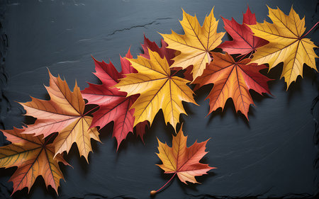 Autumn maple leaves on black slate background. Top view with copy spaceの写真素材