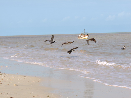 Pelican fly on the seaの写真素材