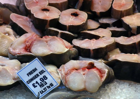 Fresh conger eel on fish market stall.の写真素材
